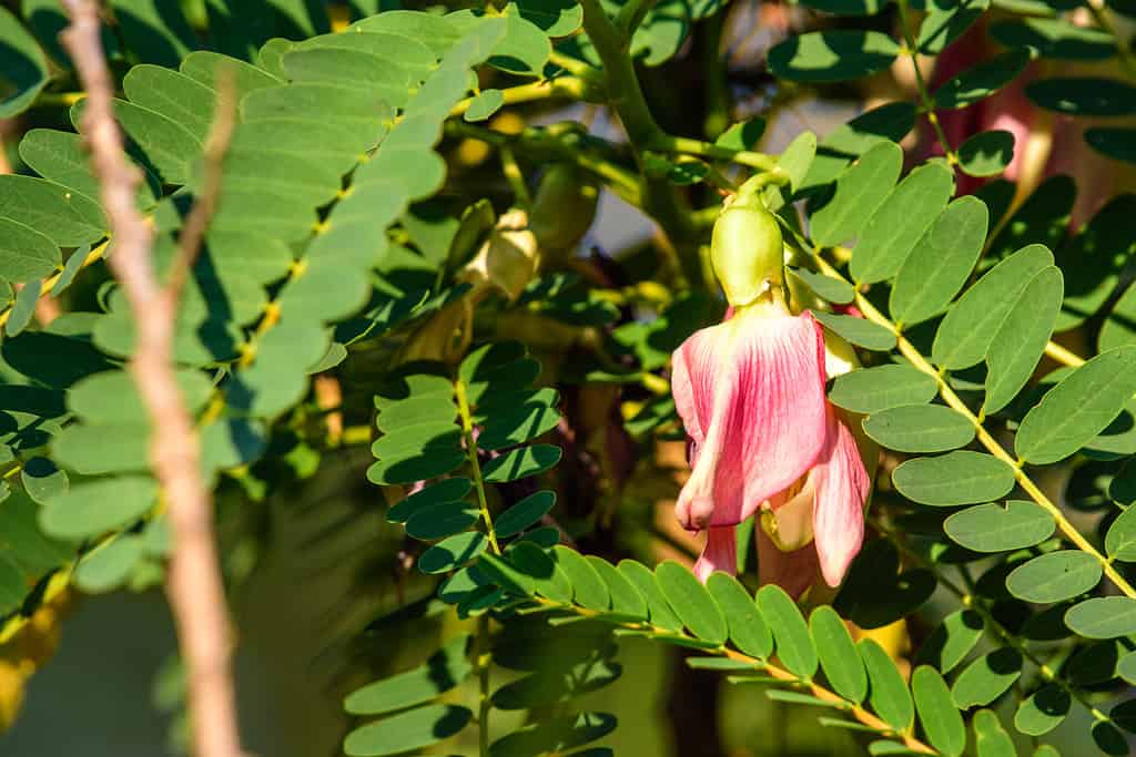 Sesbania grandiflora (agsta, sesbania, agathi, vegetable hummingbird) ; Showing pink flower hanging down, Half moon shape. Greenish petiole with long flower stalk. Covered by green leaves.