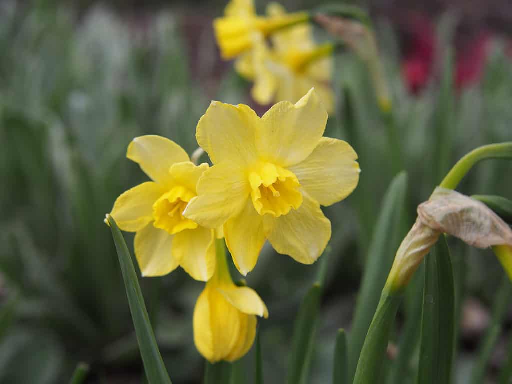'Pipit' Jonquil Daffodil