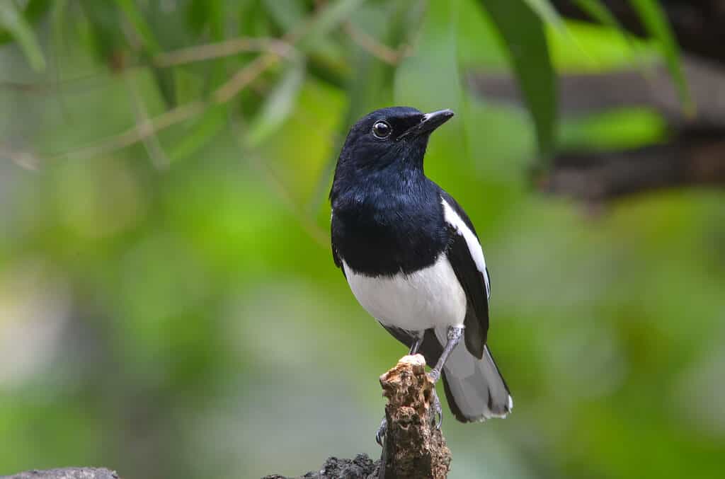 Oriental magpie-robin (Copsychus saularis).