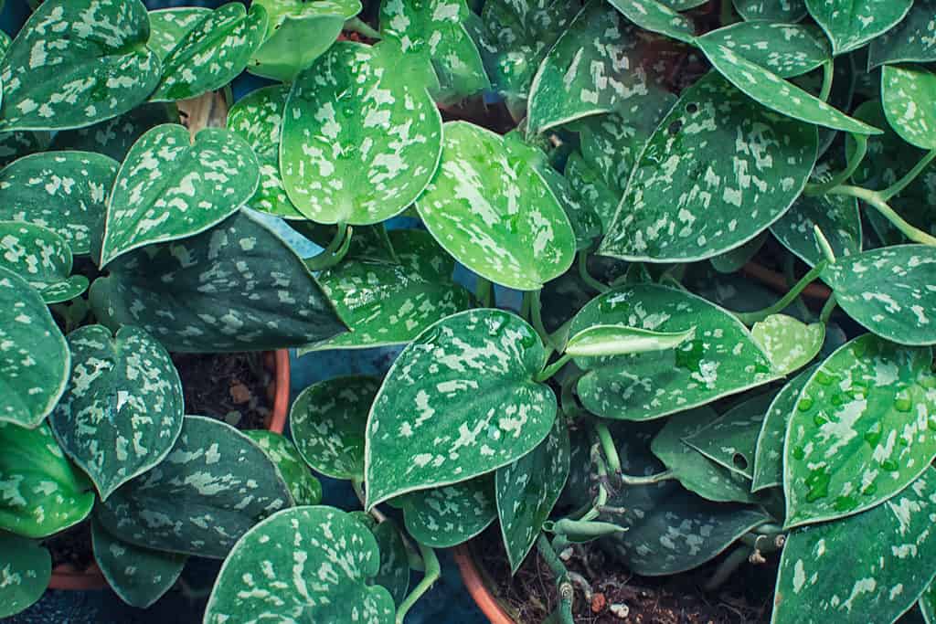 A closeup of a Scindapsus pictus plant