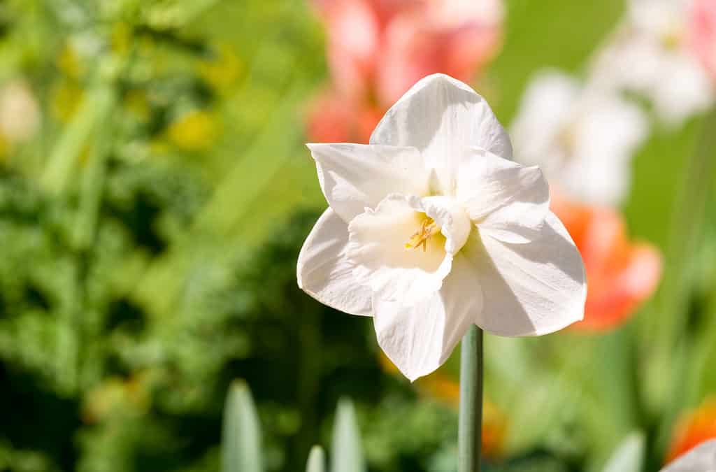 White Trumpet Daffodil