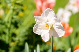 10 Types of Trumpet Daffodils Picture