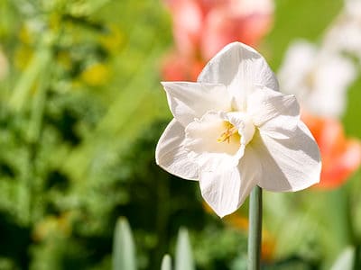 A 10 Types of Trumpet Daffodils