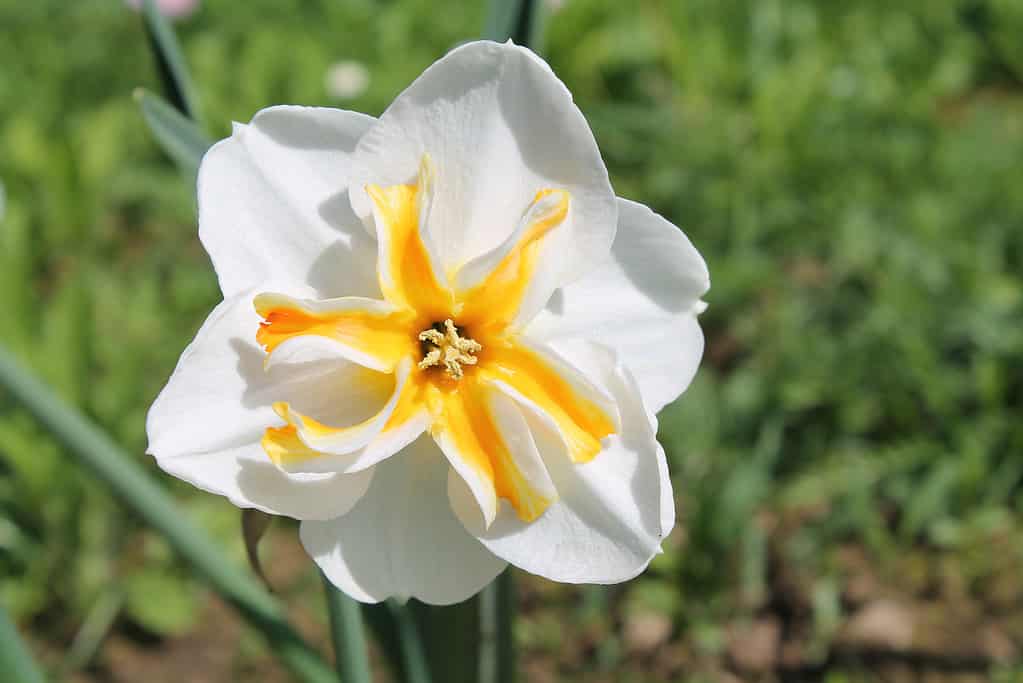 'Trepolo' Split-Cupped Papillion Daffodil