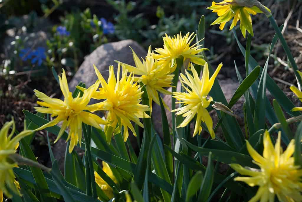 'Rip Van Winkle' Double Daffodils