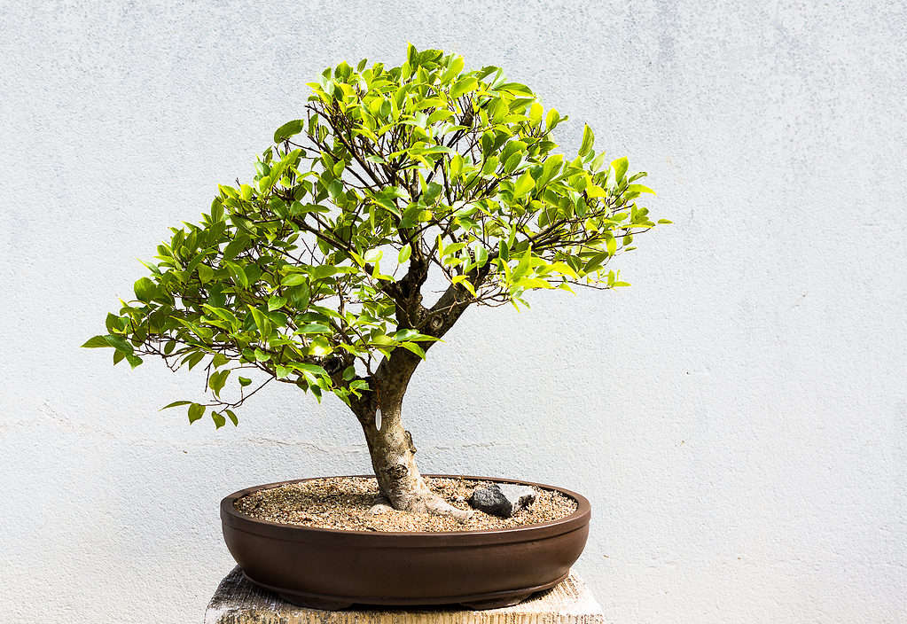 Cetlis bonsai