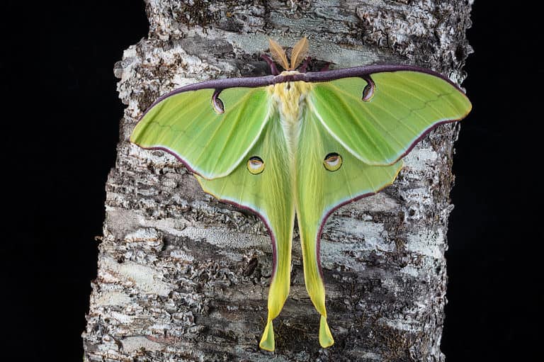 Macro of a newly emerged bright green luna moth resting on a black cherry limb. Its back is facing the camera. Its eyespots are visible on its hondwings. Its top wings are edged in brown.