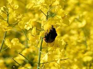 Bombus rupestris, the red-tailed cuckoo bumblebee is visible on a yellow flower, in a field of yellow flowers. The cuckoo bumblebee is in the center frame. The bee is primarily black/browm with an orange tail /