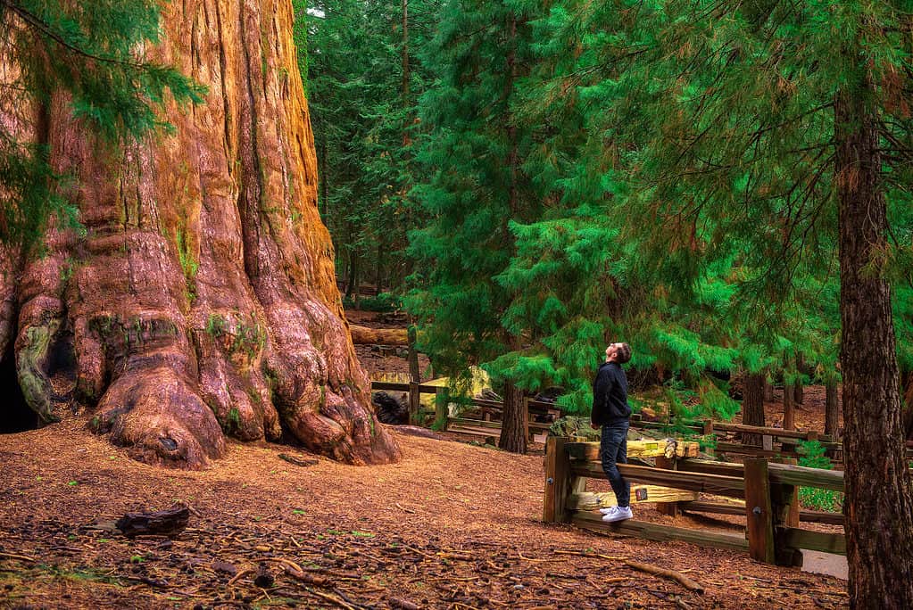 General Sherman Tree in Sequoia National Park, California