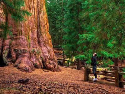 A Discover General Sherman: The Biggest Tree in the World