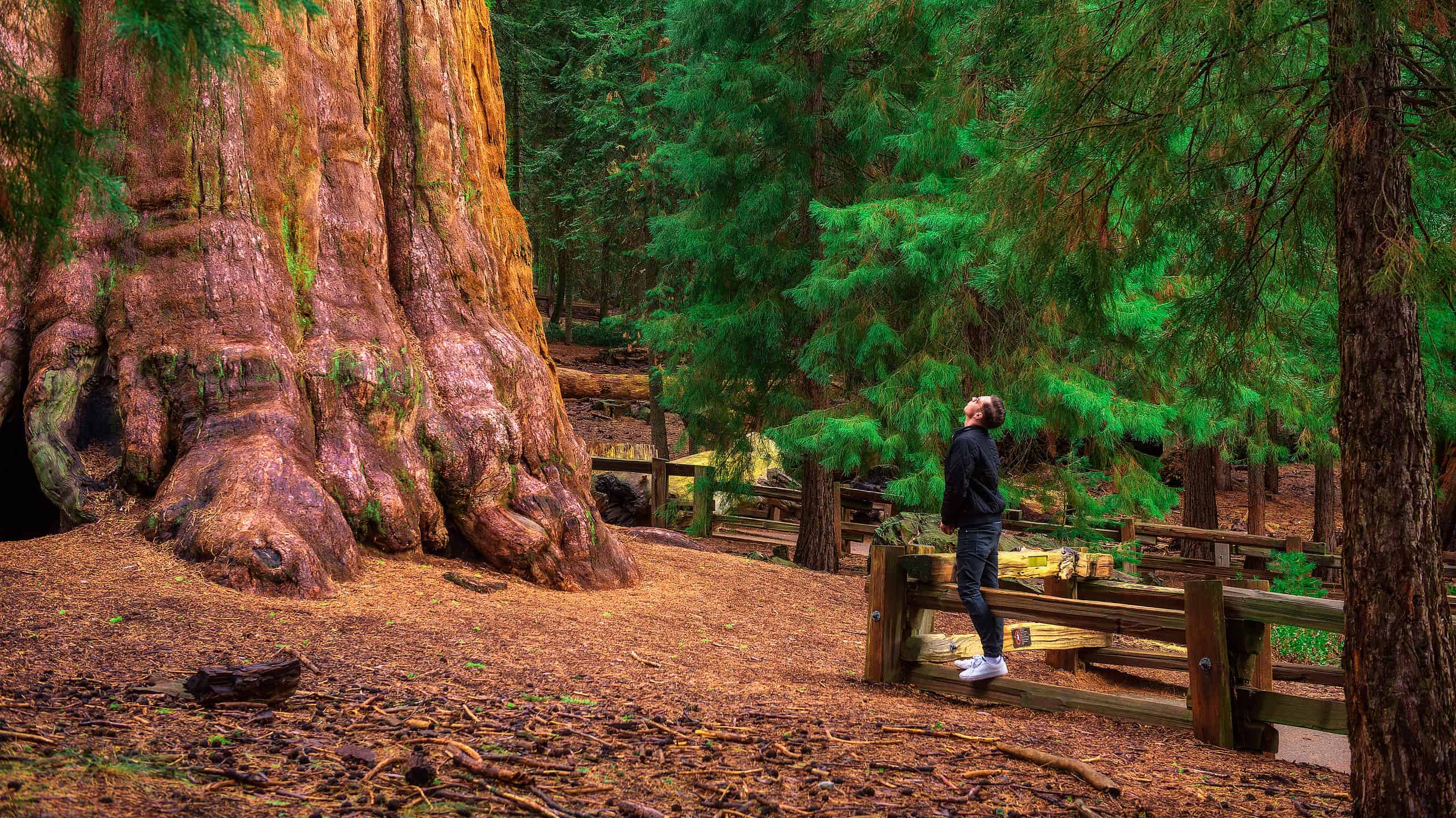 General Sherman Tree in Sequoia National Park, California