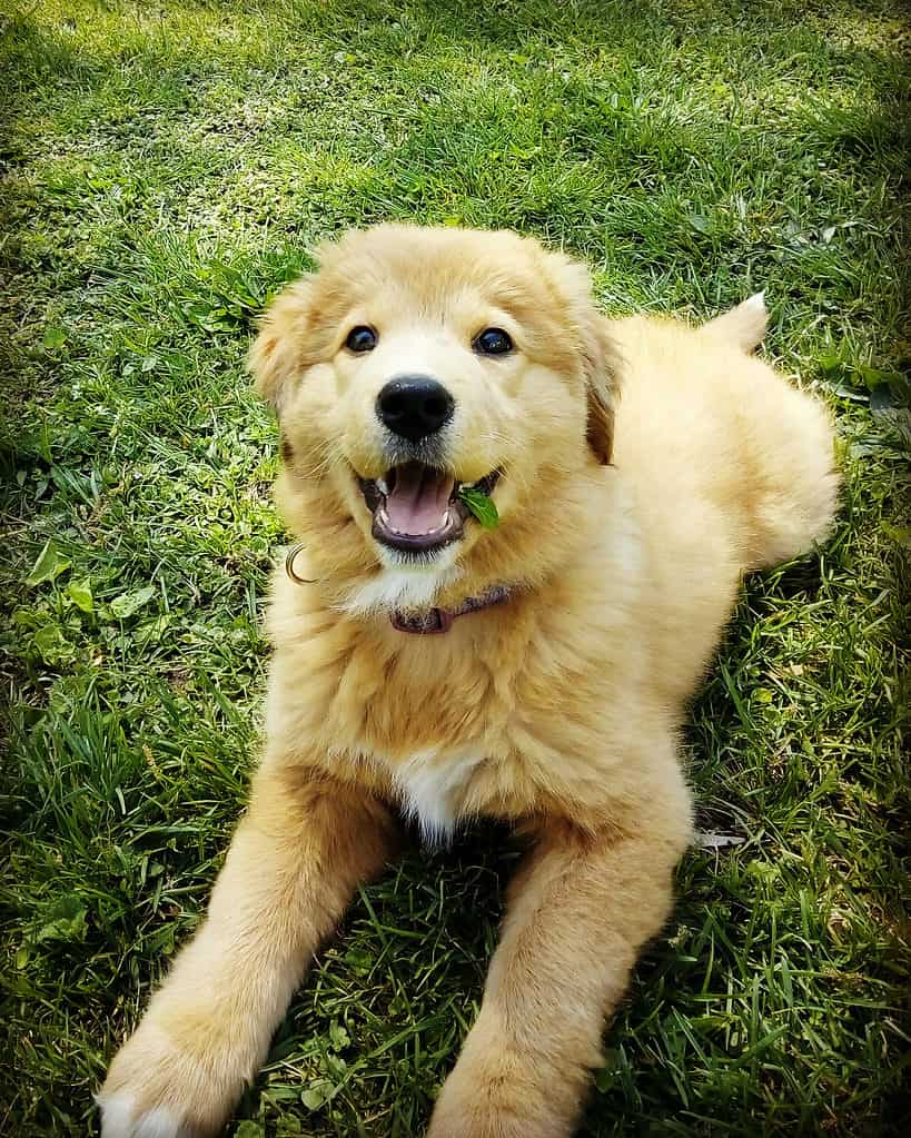 Adorable gollie puppy on the grass
