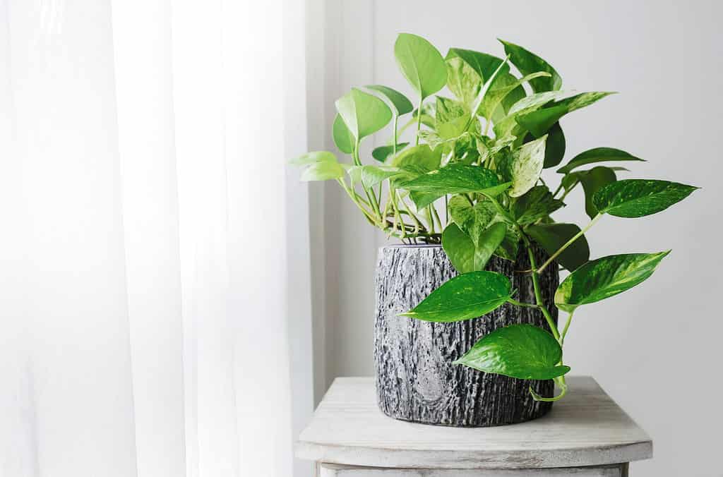 Pothos thrives in slightly acidic soil