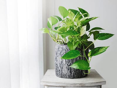 A 16 Best Plants for Bedrooms and Care Tips