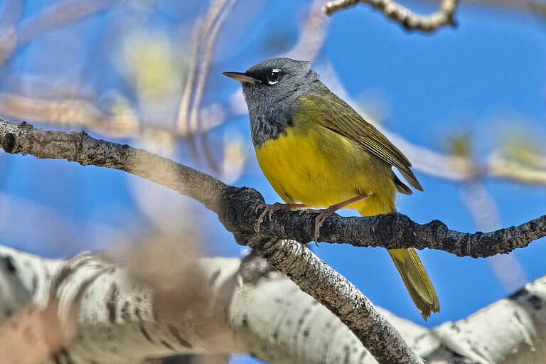 MacGillivray's Warbler, Geothlypis tolmiei, perched in a tree.