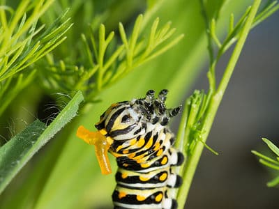 A Black Swallowtail Caterpillar