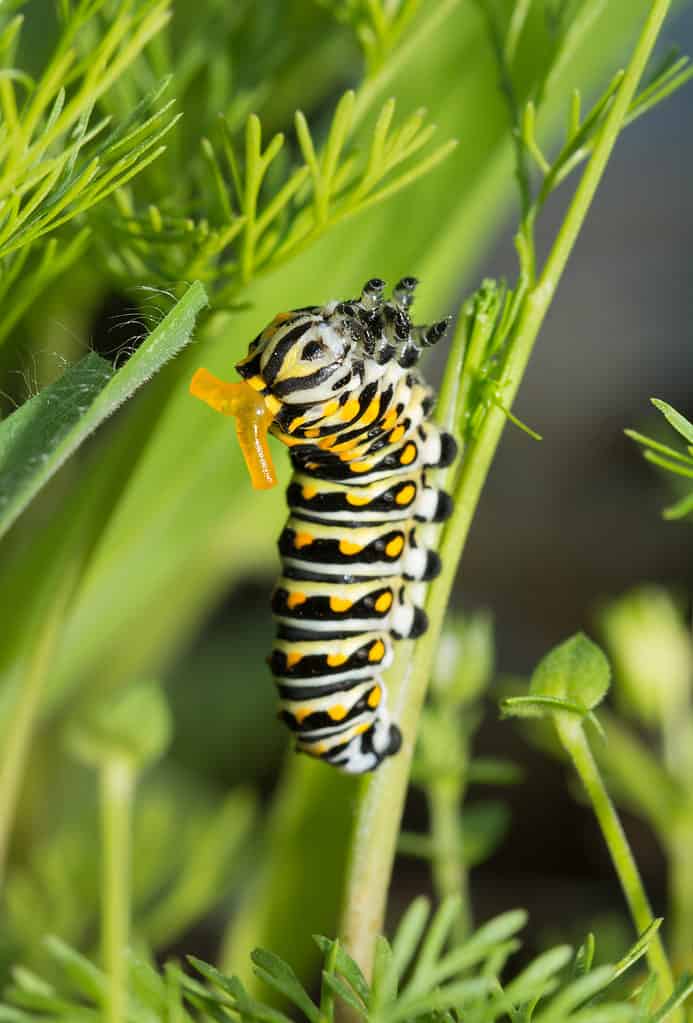 a photograph of a black swallowtail caterpillar with visible osmeterium, the scent glands that secrete a foul odor to ward off predators/ The osmeterium are orange and look like horns protruding from its ear. The body of the caterpillar is striped yellow green and black/ Against a background of greenery.