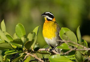 Puerto Rico Spindalis: Official Bird of Puerto Rico Picture