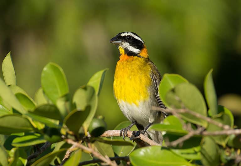 Puerto Rico Spindalis
