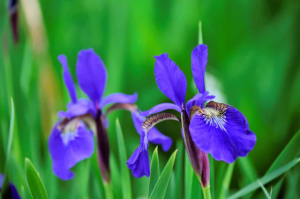 Blue Flag Iris