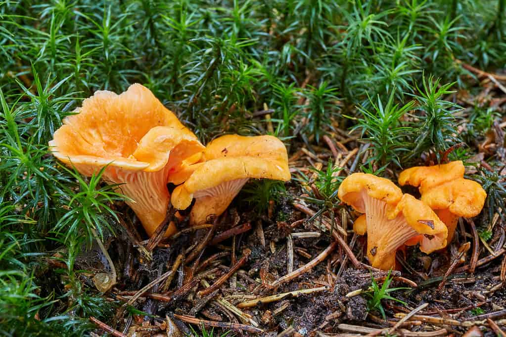 Cantharellus cibarius, chanterelle, golden chanterelle, girolle