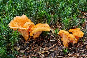 How to Store Chanterelle Mushrooms Picture