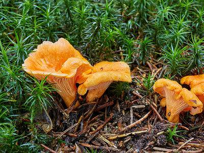 A How to Store Chanterelle Mushrooms