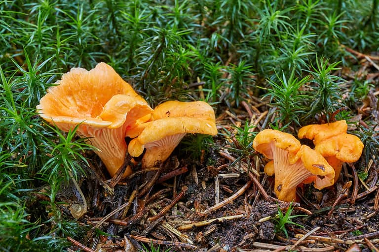 Chanterelles vs. Jacko’lantern Mushrooms AZ Animals