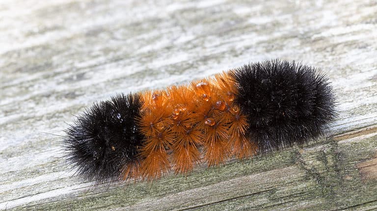 Close up macro photo of woolly bear caterpillar, Pyrrharctia isabella. The caterpillar looks like a bottle brush with black on the ends, and rusty-orange in the middle bristles sticking out from all directions.