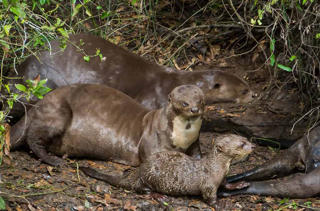 Family of otters in the Brazilian Pantanal