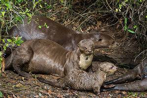 Giant Otter Size Comparison: Just How Big Do These River Monsters Get? Picture