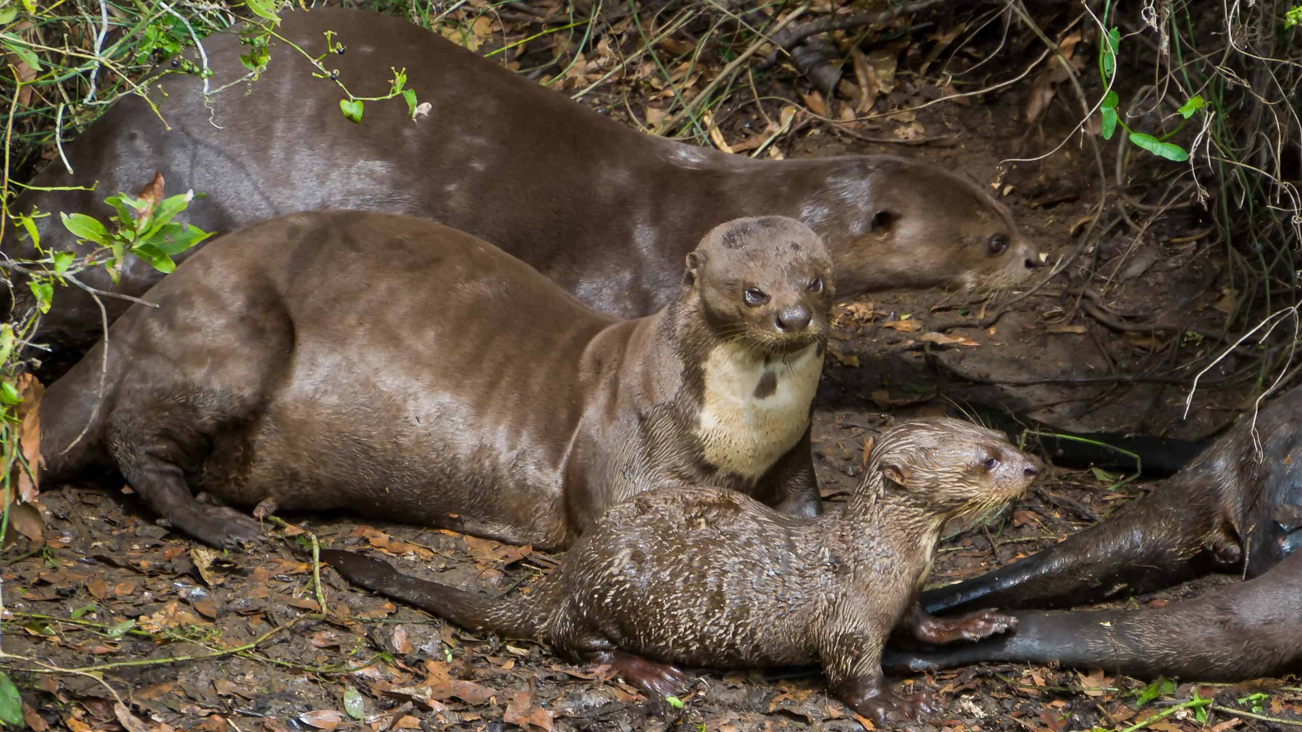 Family of otters in the Brazilian Pantanal