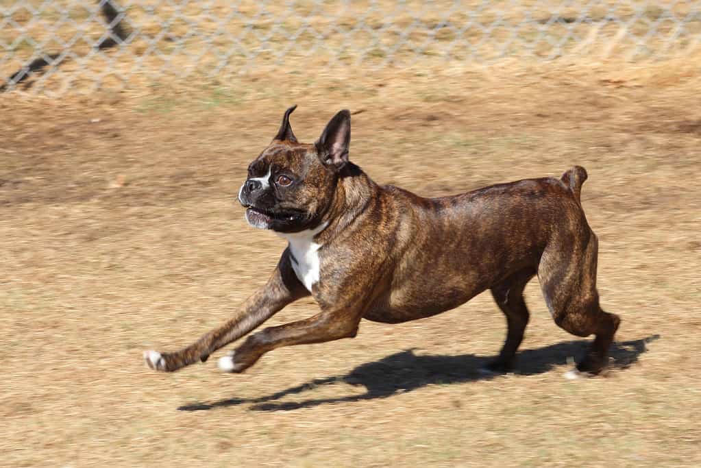 Boxer cross hot sale boston terrier