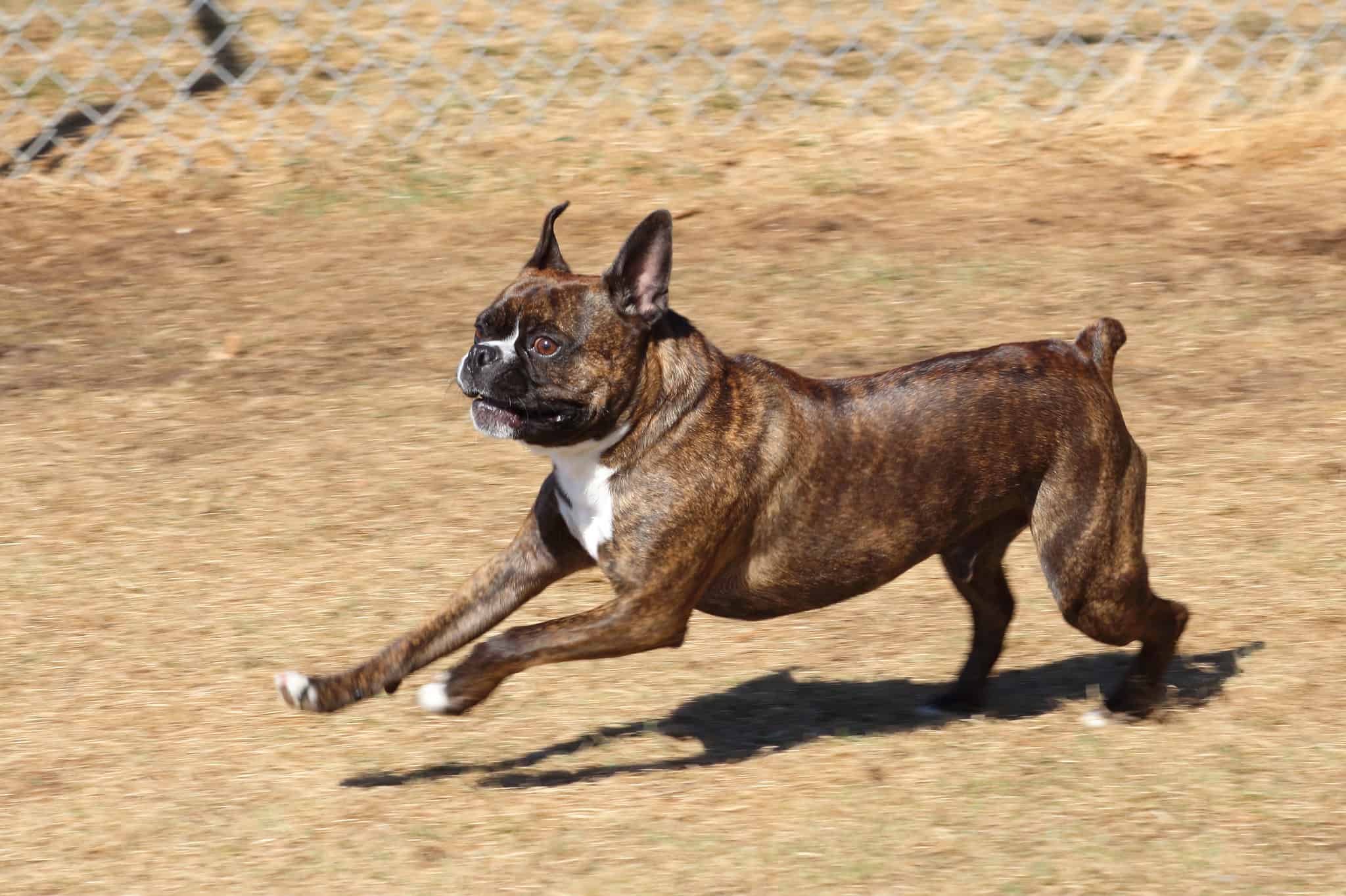 Boxer Mix - A-Z Animals