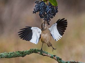 A White-banded Mockingbird, Mimus triuris, displays its wings while feeding on berries.