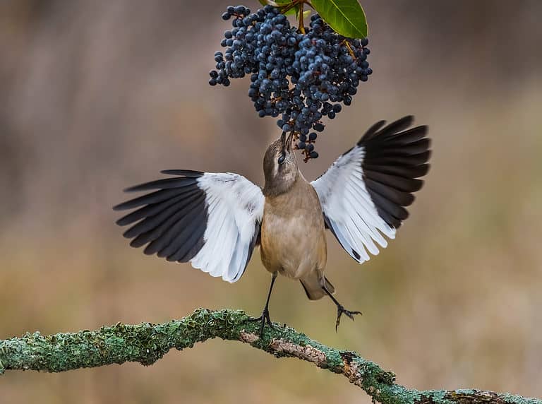 A White-banded Mockingbird, Mimus triuris, displays its wings while feeding on berries.