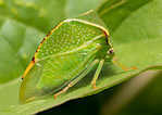 Thorn bugs