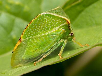 Treehopper Picture