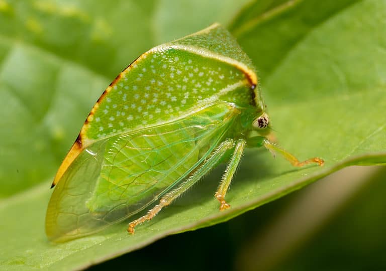 Treehopper