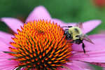 bumble bee on coneflower