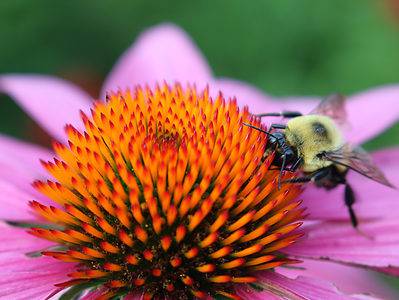 A 16 Types of Plants That Attract Bees