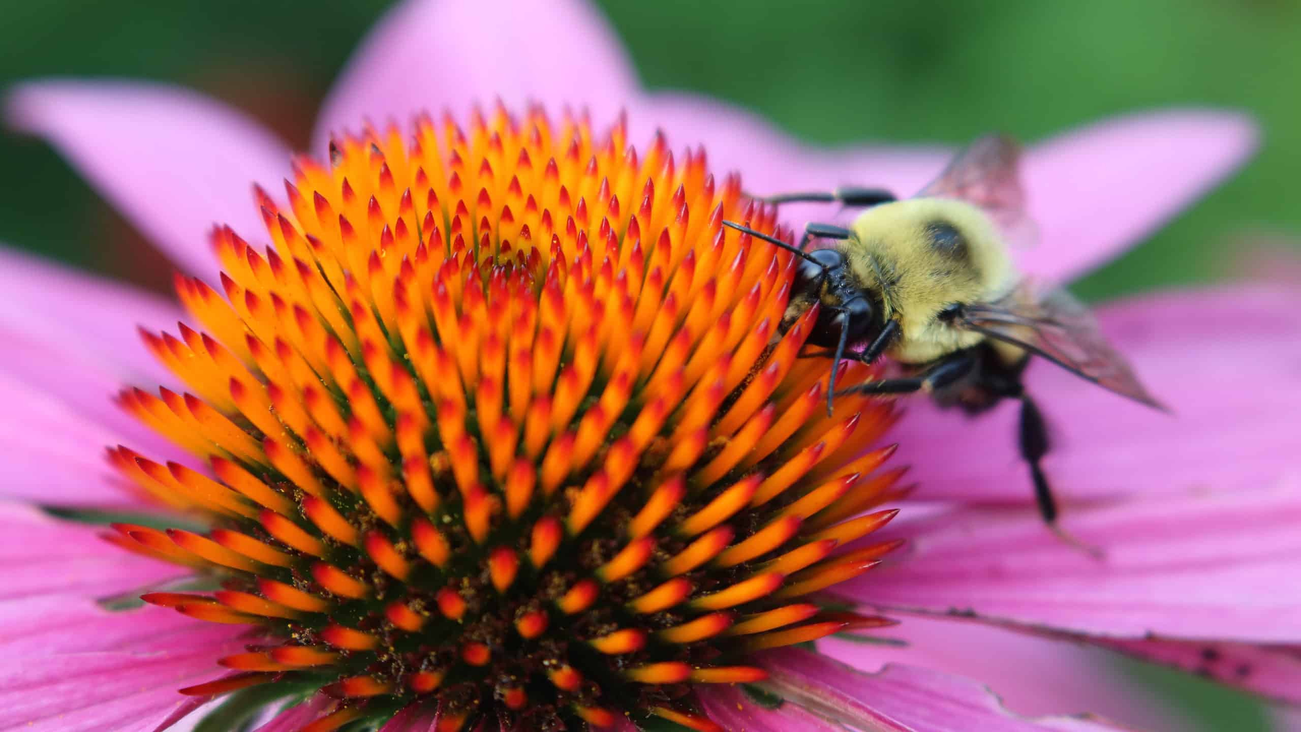 bumble bee on coneflower