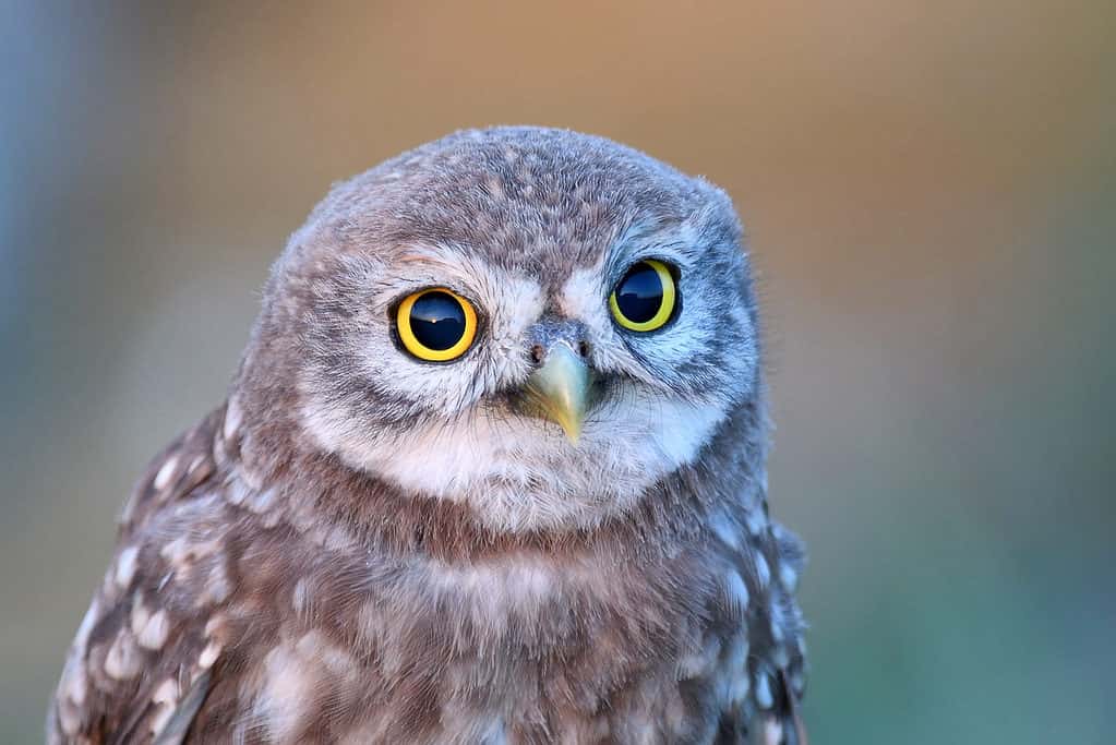 Little owl (Athene noctua)