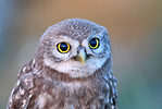 Close-up of the little owl (Athene noctua).
