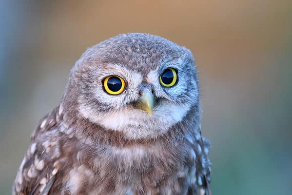 Close-up of the little owl (Athene noctua).