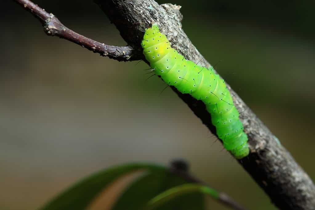 A bright green luna moth caterpillar on a tree branch. The luna moth is on the right side of the frame. It appears to be crawling on tree branches, and is vertical, at an angle to the left frame. It has spiky hairs running the length of its segmented body.