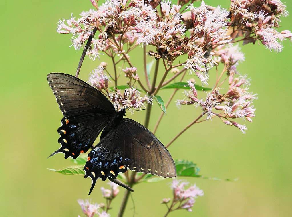 Photograph od a female Eastern tiger swallowtail, black form, feeding from a pink wildflower. The butterfly is very dark. Against green background.