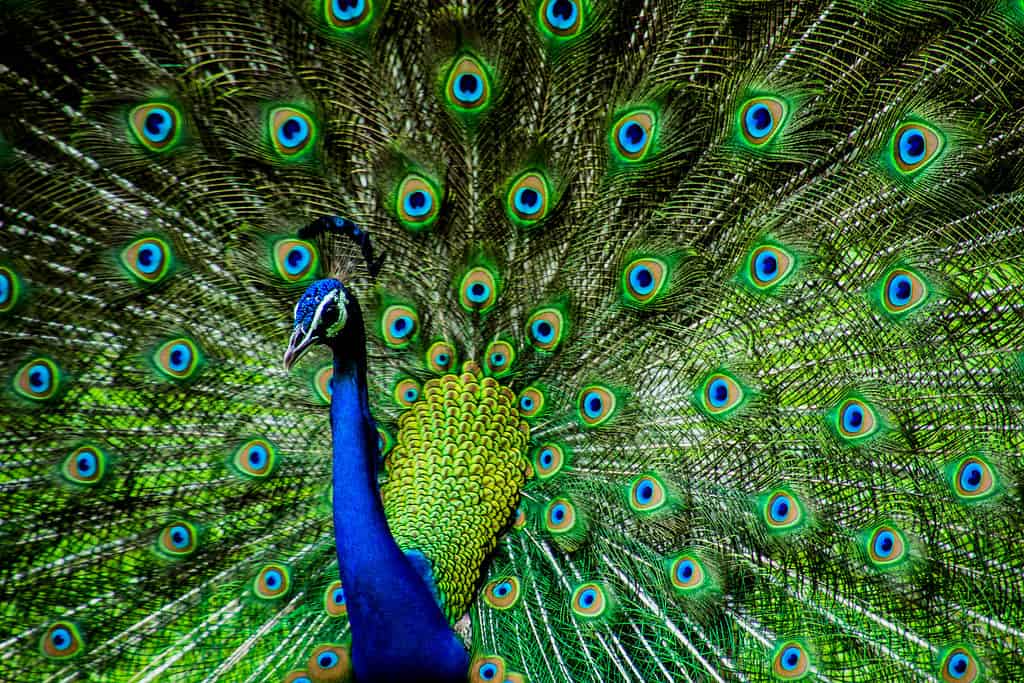 Indian Male Peacock