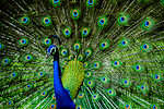 Is the Indian Peacock the national bird of India? Read on to find out!