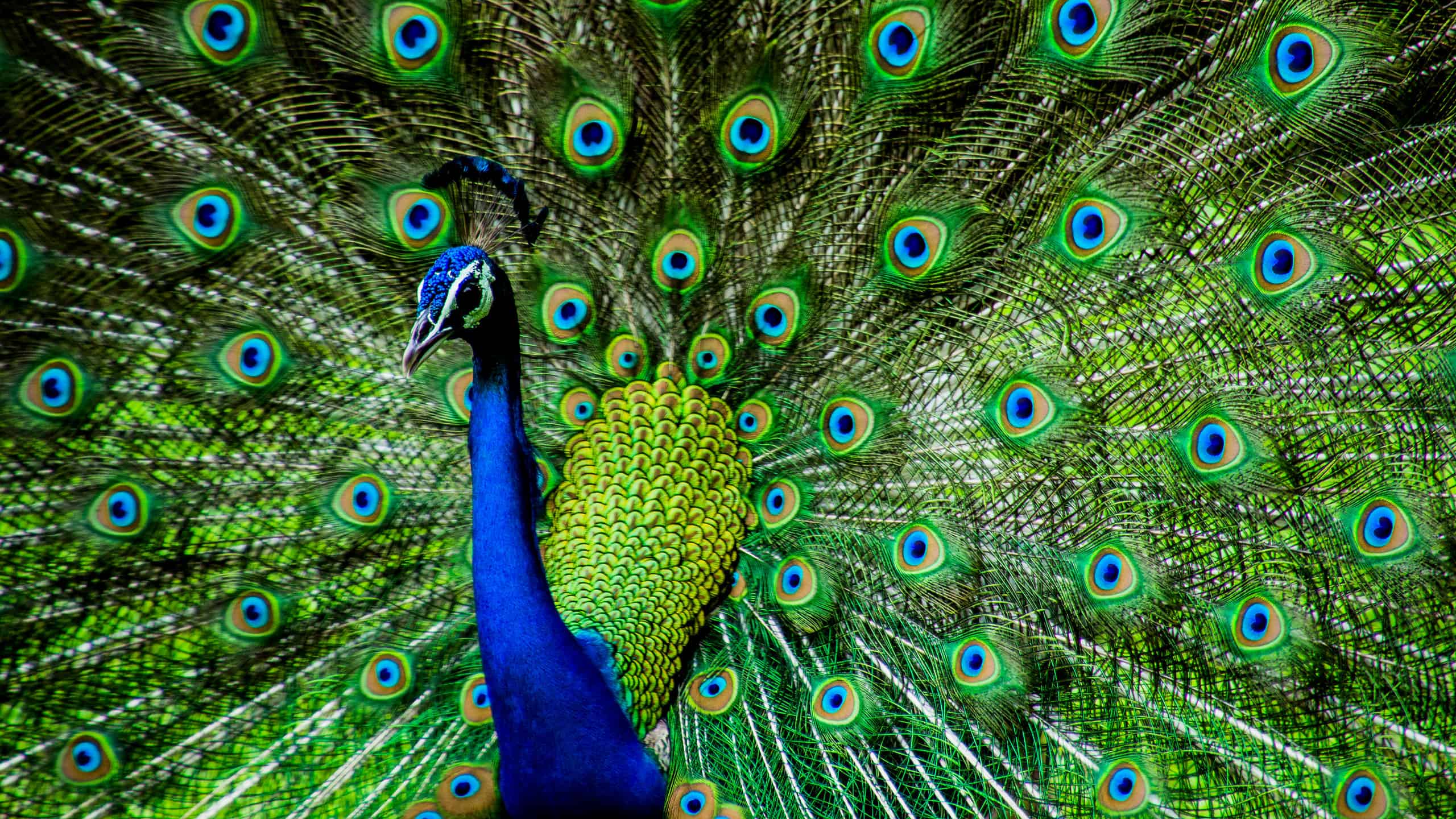 Indian Peacock: The National Bird of India - AZ Animals